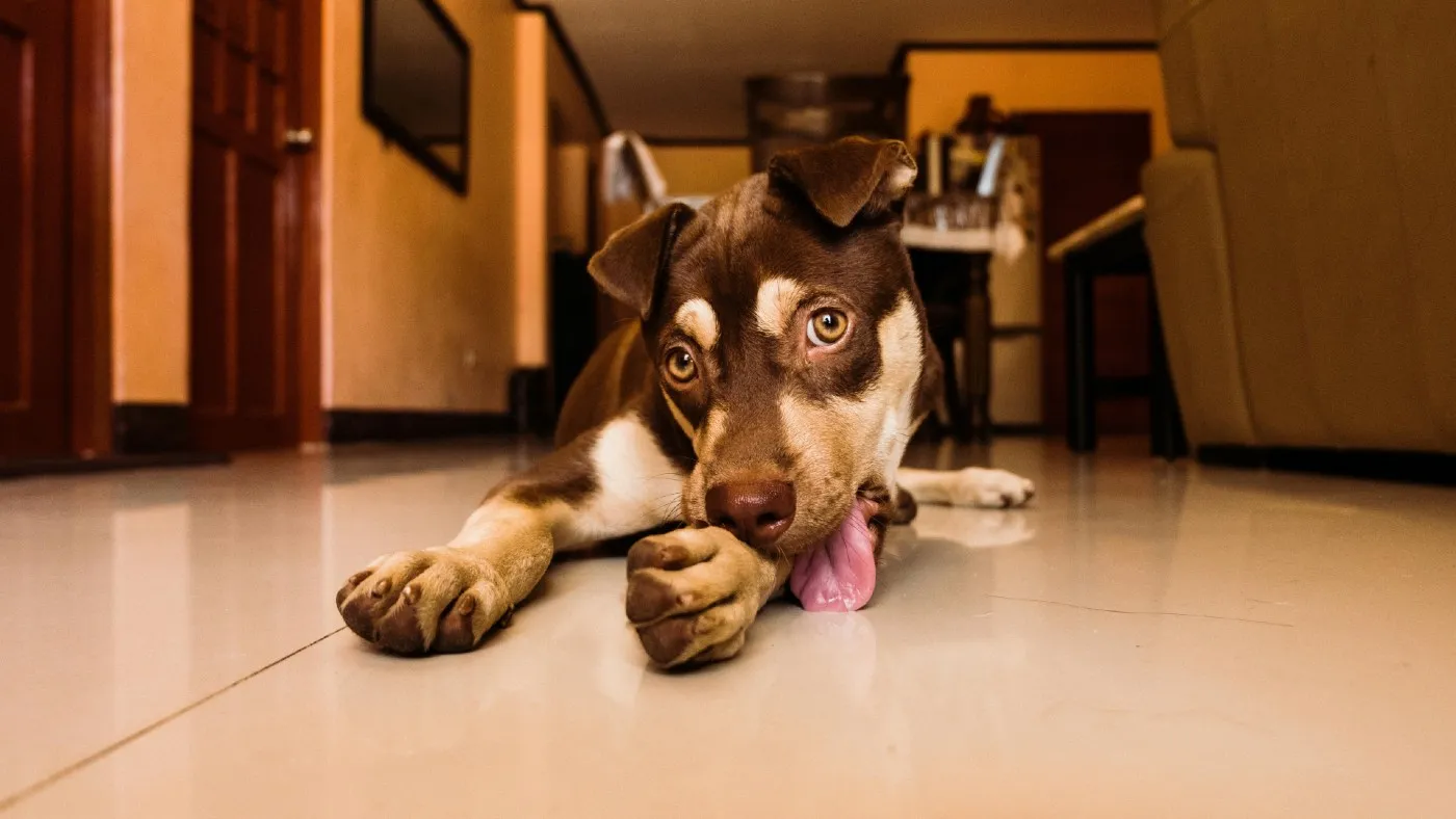 Mi perro se lame las patas: cómo diferenciar aseo de malestar