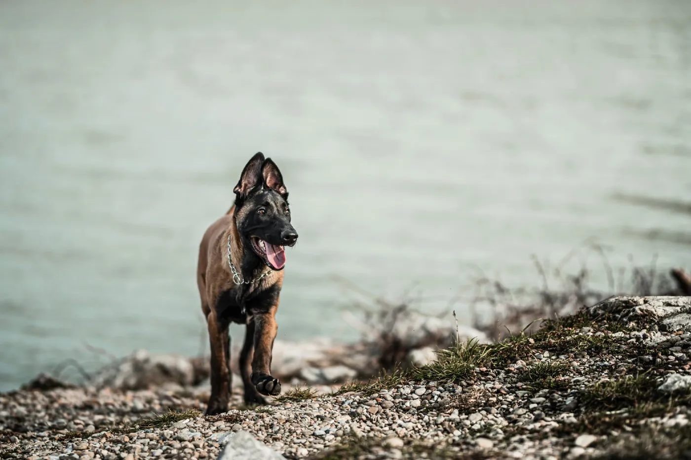Pastor Belga Malinois: La raza de perro más inteligente y activa