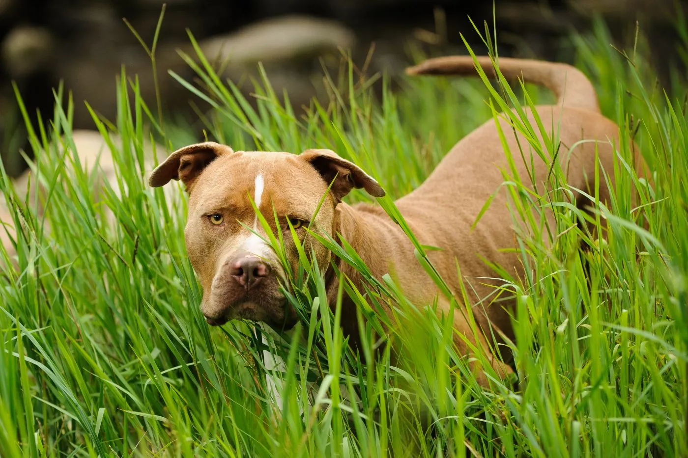 American Pitbull Terrier: carácter y cuidados