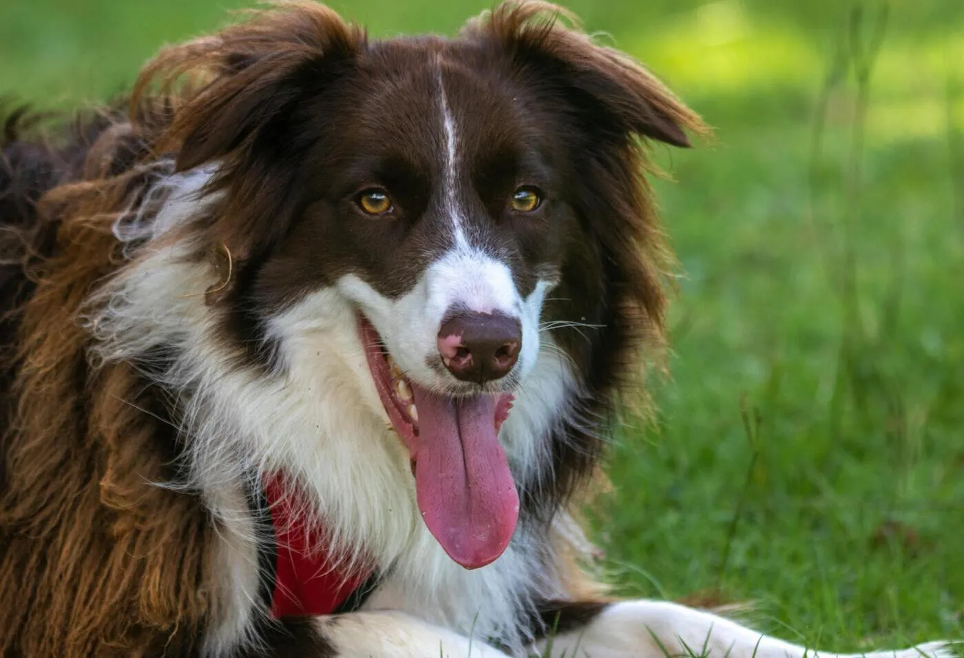 ¿Cómo afecta el verano y el calor al Border Collie? Riesgos, síntomas y cuidados
