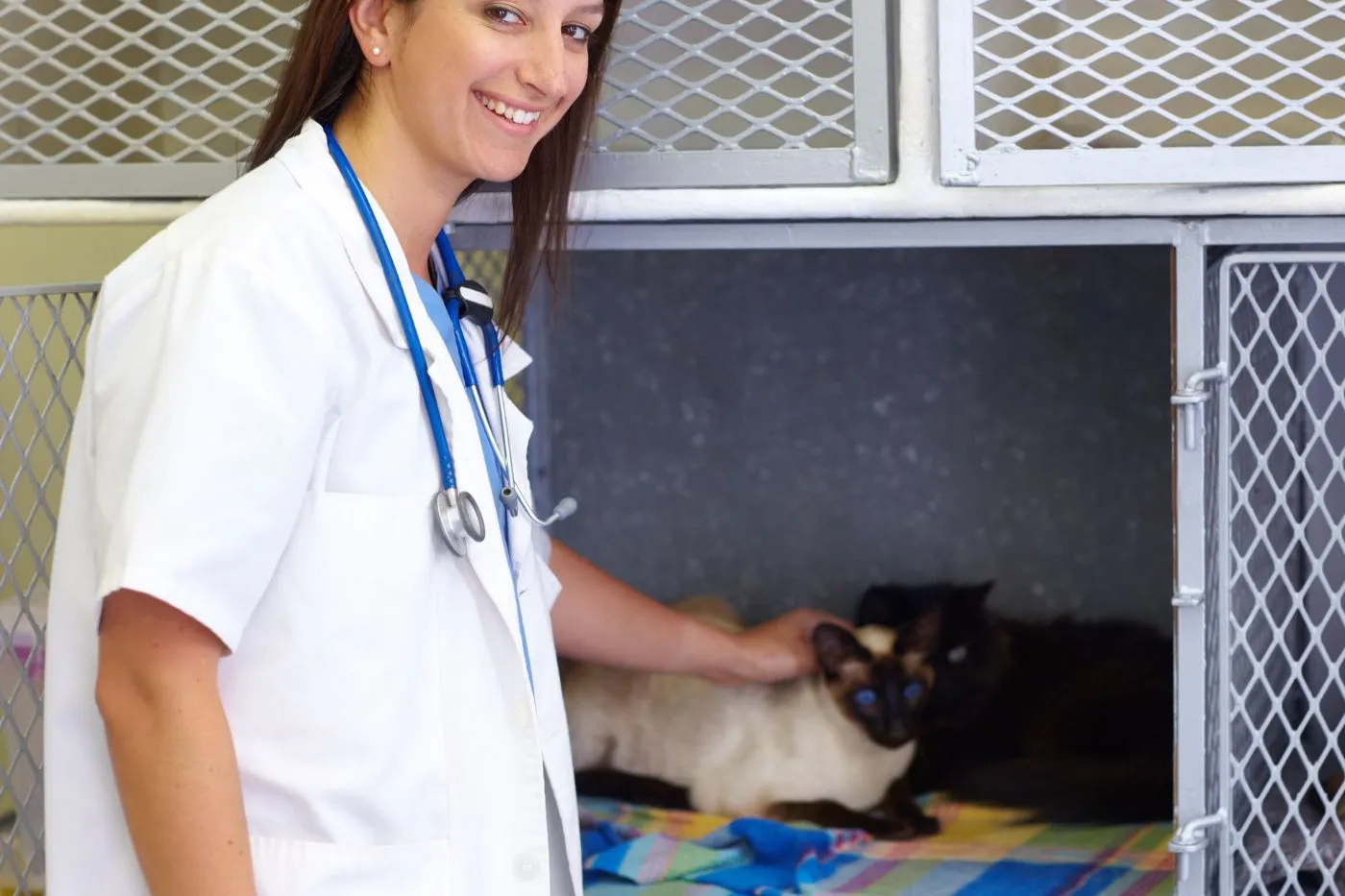 Cuánto cuesta castrar un gato en 2026