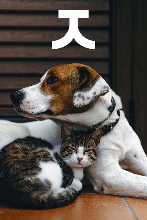 Perros y gatos