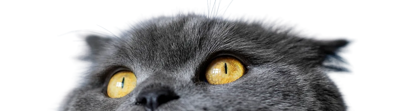 Seguro para gatos